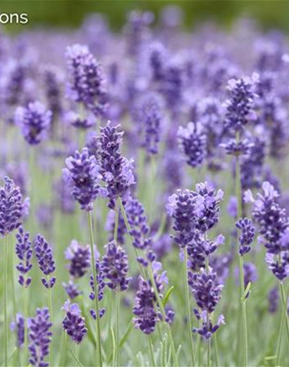 Lavandula Angustifolia "Hidcote"