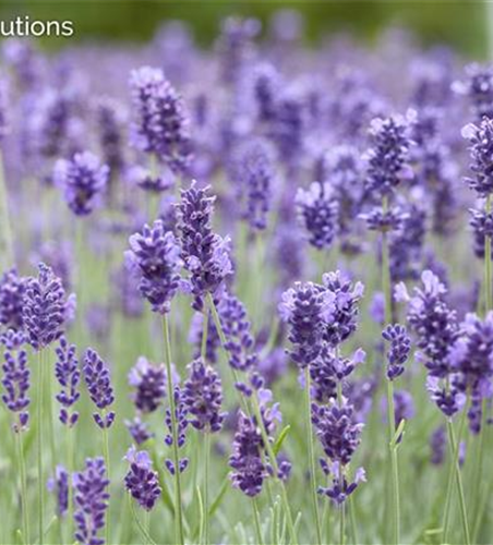 Lavandula Angustifolia "Hidcote"