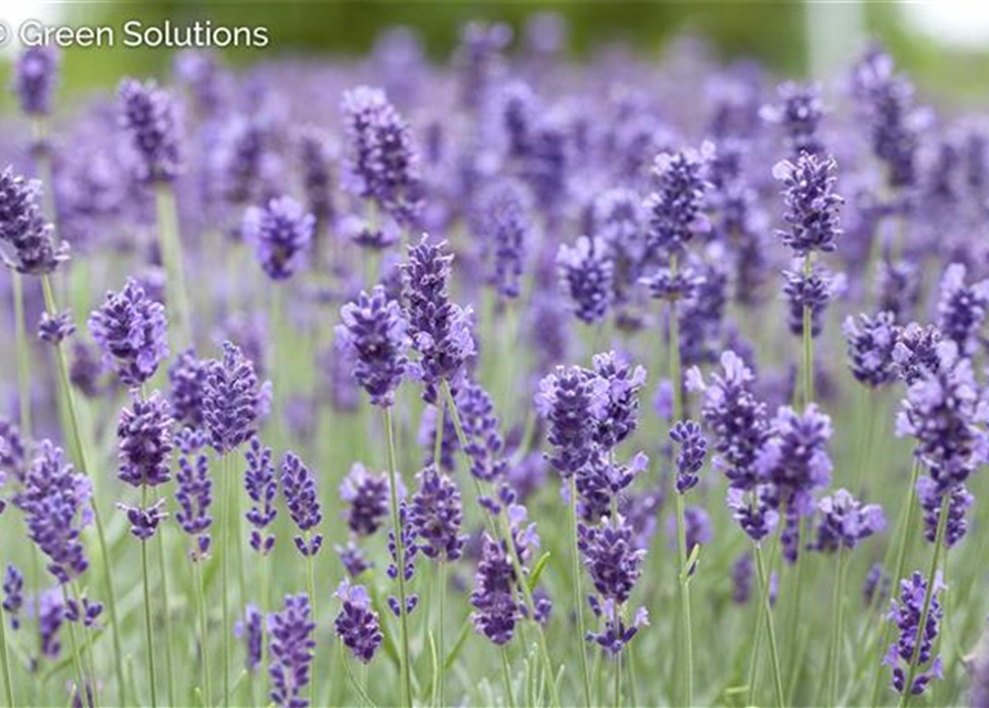 Lavandula Angustifolia "Hidcote"