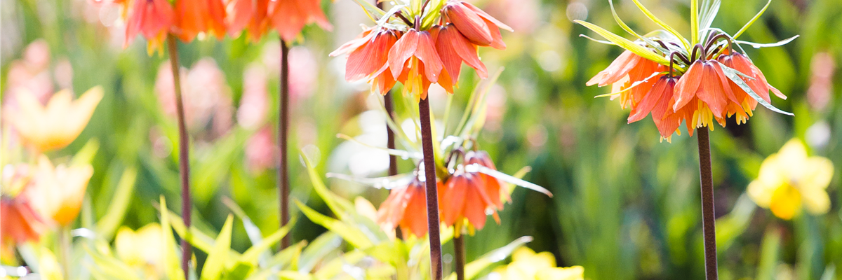 Fritillaria imperialis