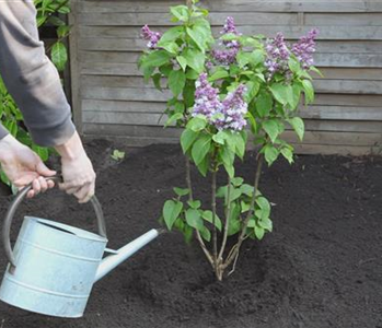 Flieder - Einpflanzen im Garten