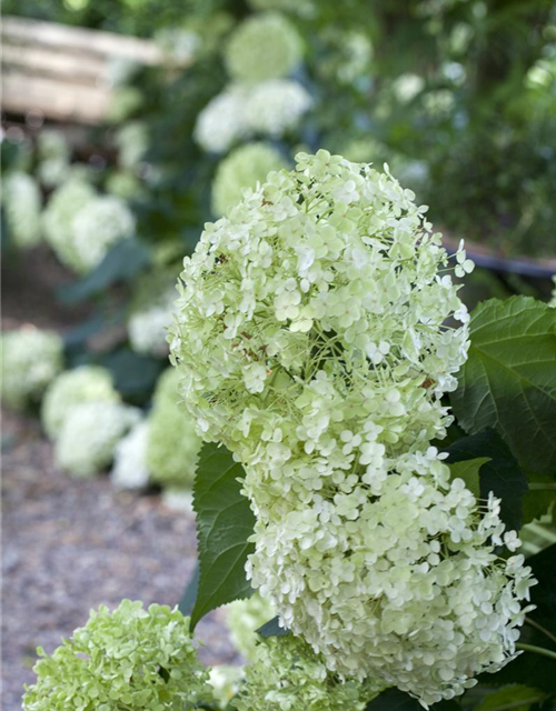 Ballhortensie 'Annabelle'