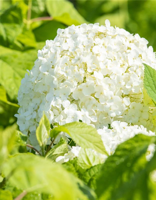 Ballhortensie 'Annabelle'