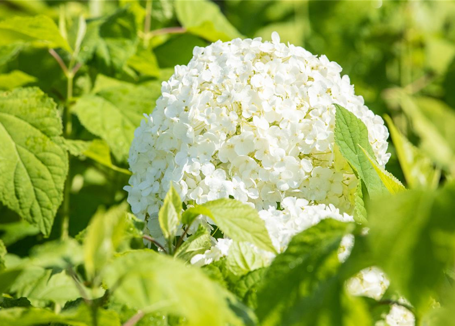 Ballhortensie 'Annabelle'