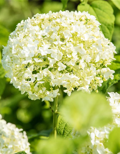 Ballhortensie 'Annabelle'