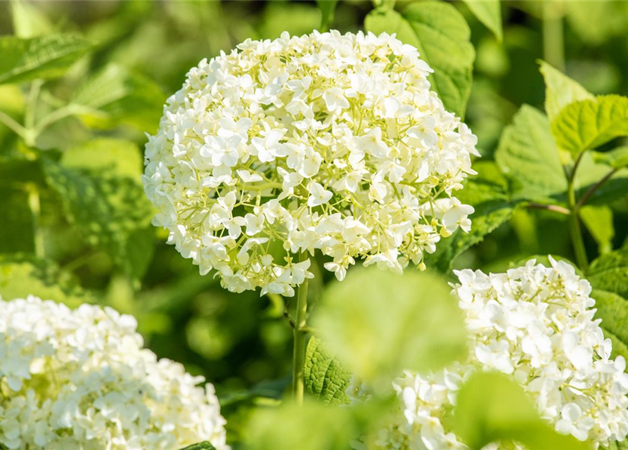 Ballhortensie 'Annabelle'