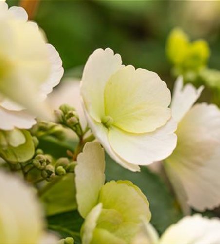 Girlanden-Hortensie 'Runaway Bride'®