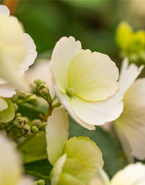 Girlanden-Hortensie 'Runaway Bride'®