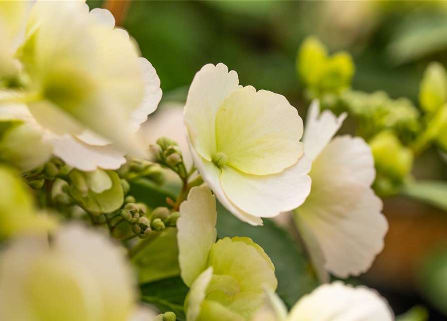 Girlanden-Hortensie 'Runaway Bride'®