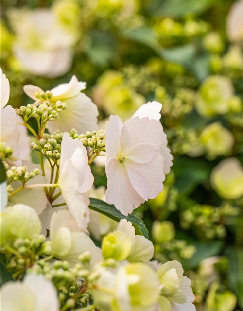 Girlanden-Hortensie 'Runaway Bride'®