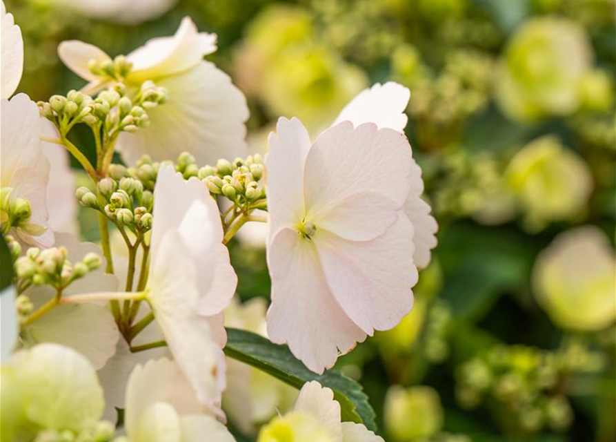 Girlanden-Hortensie 'Runaway Bride'®