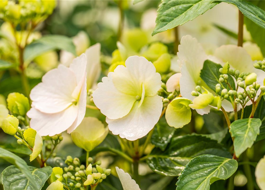 Girlanden-Hortensie 'Runaway Bride'®