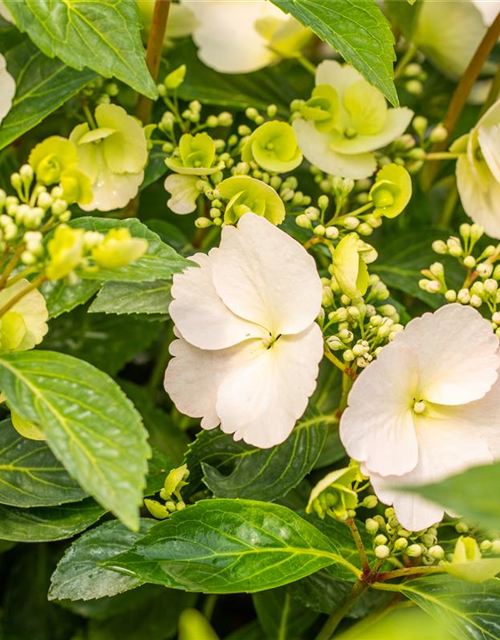 Girlanden-Hortensie 'Runaway Bride'®