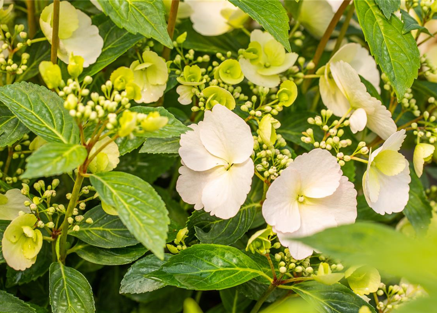 Girlanden-Hortensie 'Runaway Bride'®