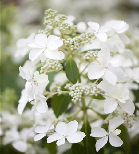 HYDRANGEA PANICULATA 'BUTTERFLY'®