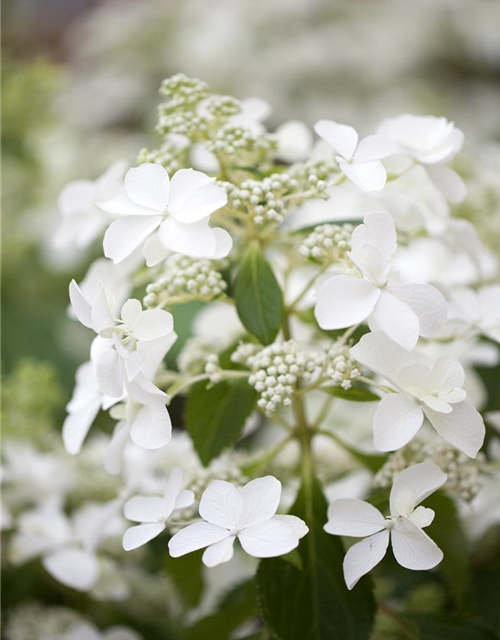 HYDRANGEA PANICULATA 'BUTTERFLY'®