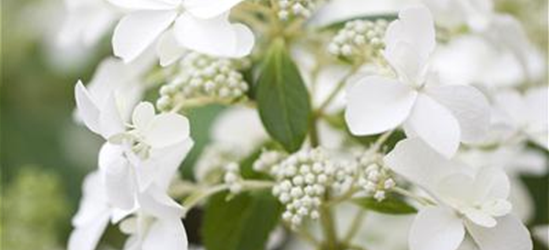 HYDRANGEA PANICULATA 'BUTTERFLY'®