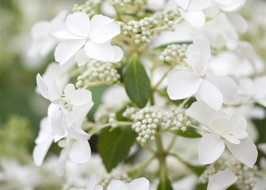 HYDRANGEA PANICULATA 'BUTTERFLY'®