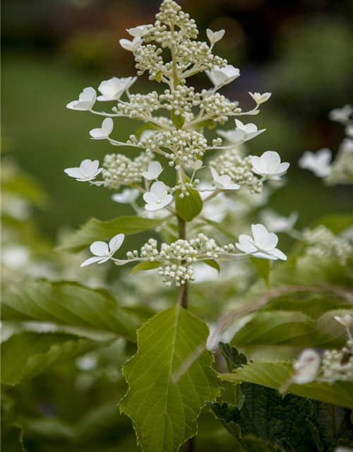 HYDRANGEA PANICULATA 'BUTTERFLY'®