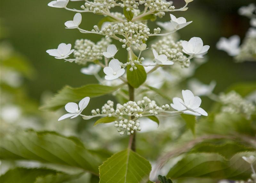 HYDRANGEA PANICULATA 'BUTTERFLY'®