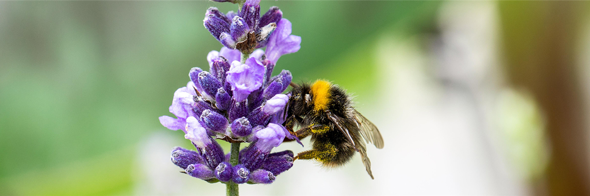 GE_header_juli_neu_insektenfreundlich