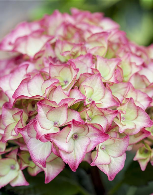 Garten-Hortensie