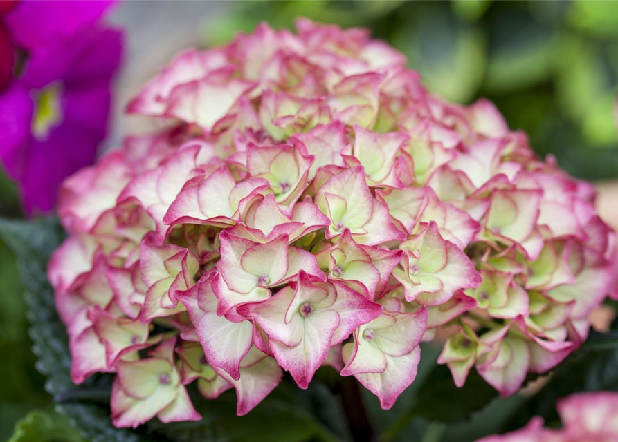 Garten-Hortensie