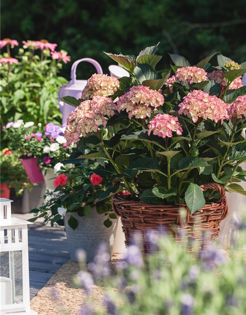 Garten-Hortensie