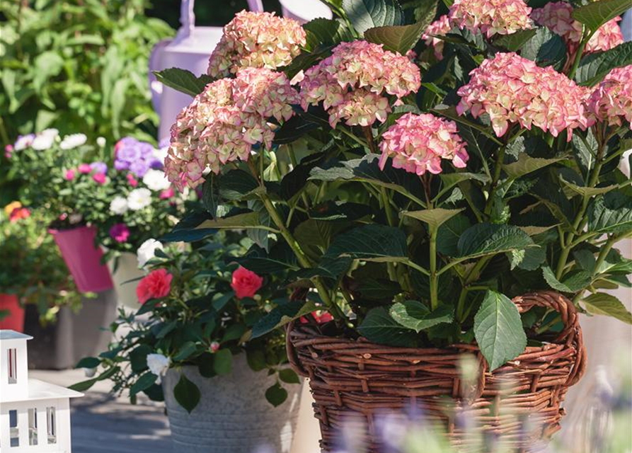 Garten-Hortensie