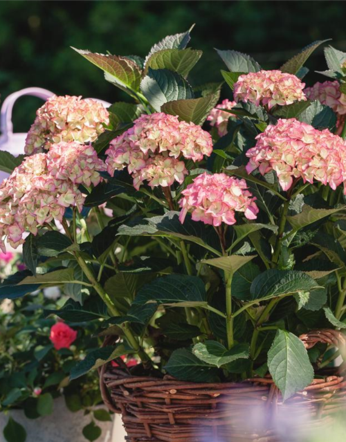 Garten-Hortensie