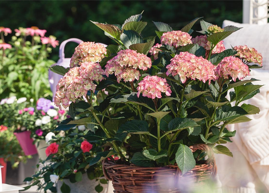 Garten-Hortensie