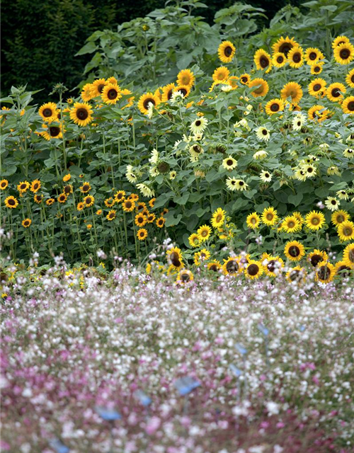 Sonnenblume 