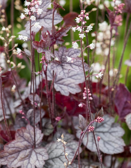 Heuchera Meristem