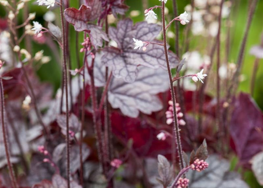 Heuchera Meristem