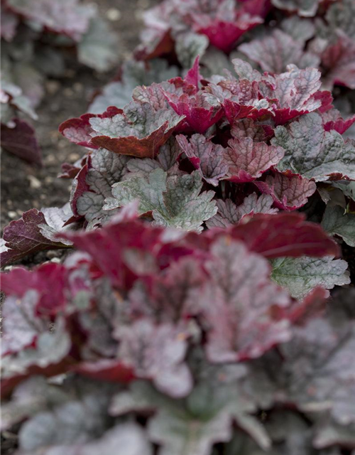 Heuchera Meristem