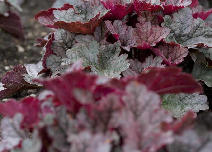 Heuchera Meristem