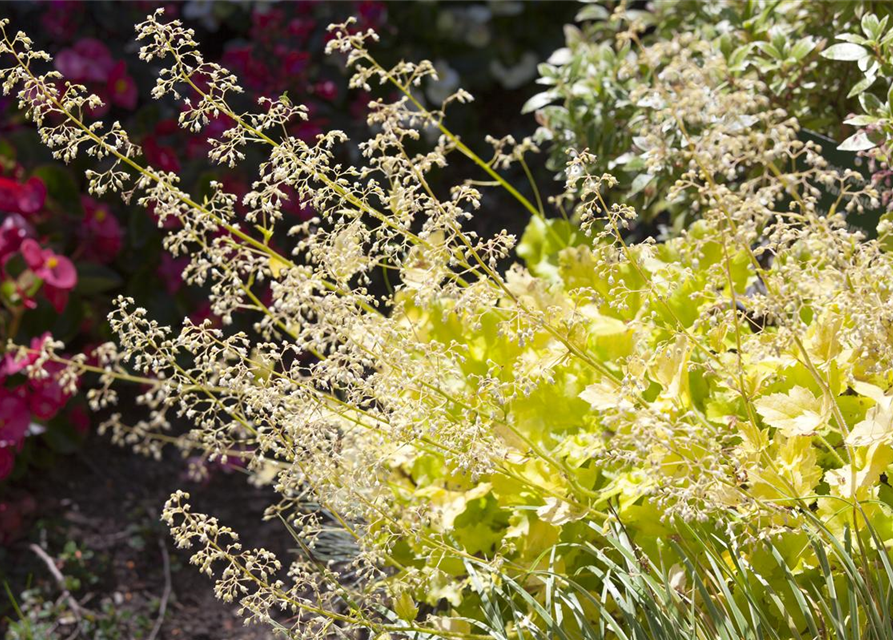 Heuchera Meristem