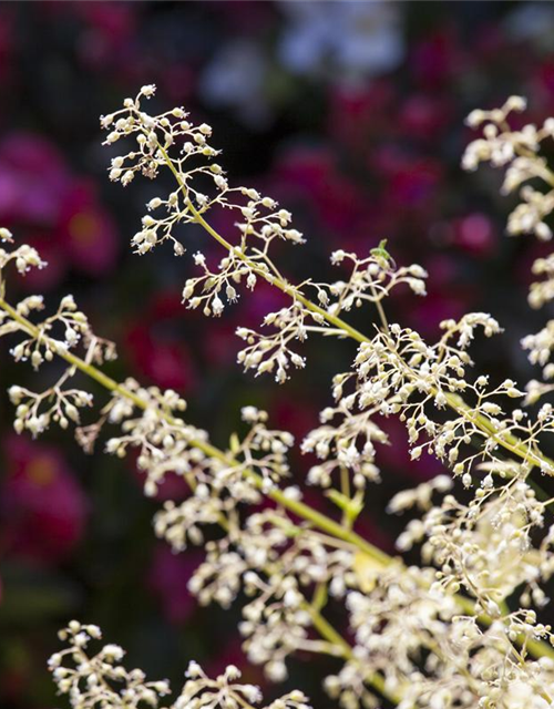 Heuchera Meristem