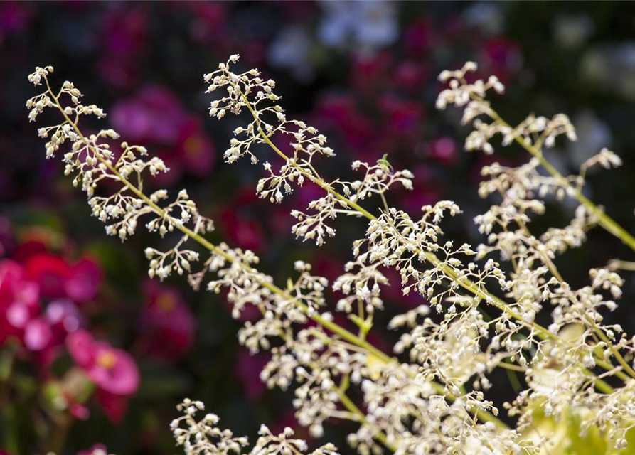 Heuchera Meristem