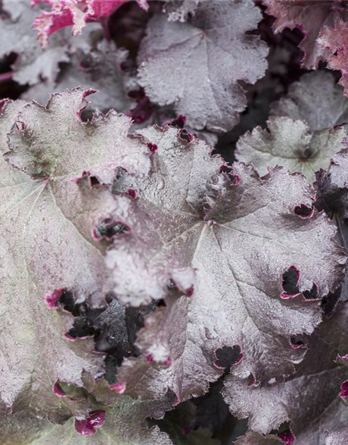 Heuchera Meristem