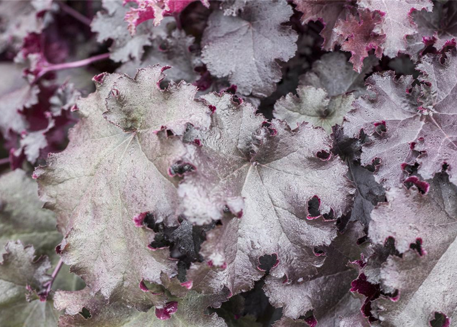 Heuchera Meristem