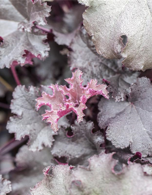 Heuchera Meristem