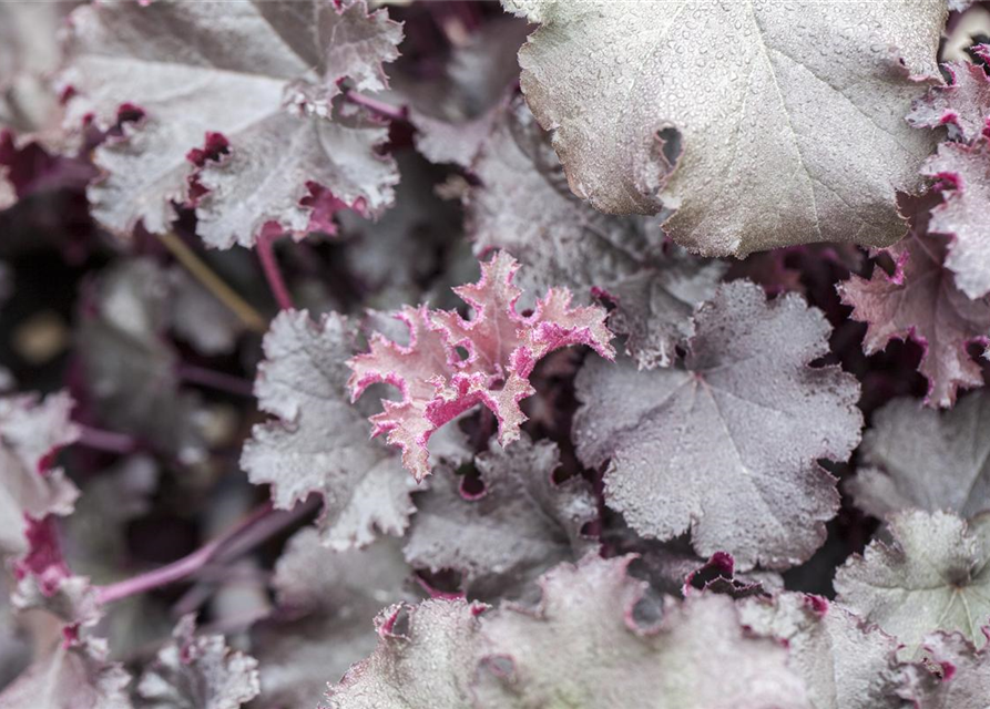 Heuchera Meristem