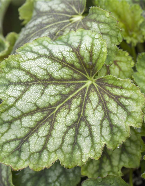 Heuchera Meristem