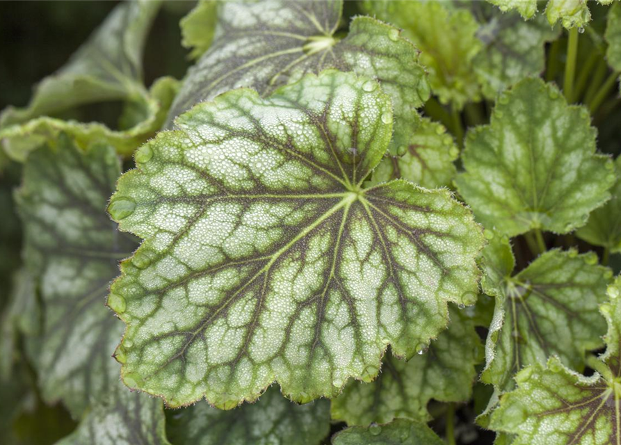 Heuchera Meristem