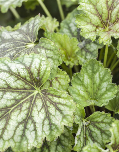 Heuchera Meristem