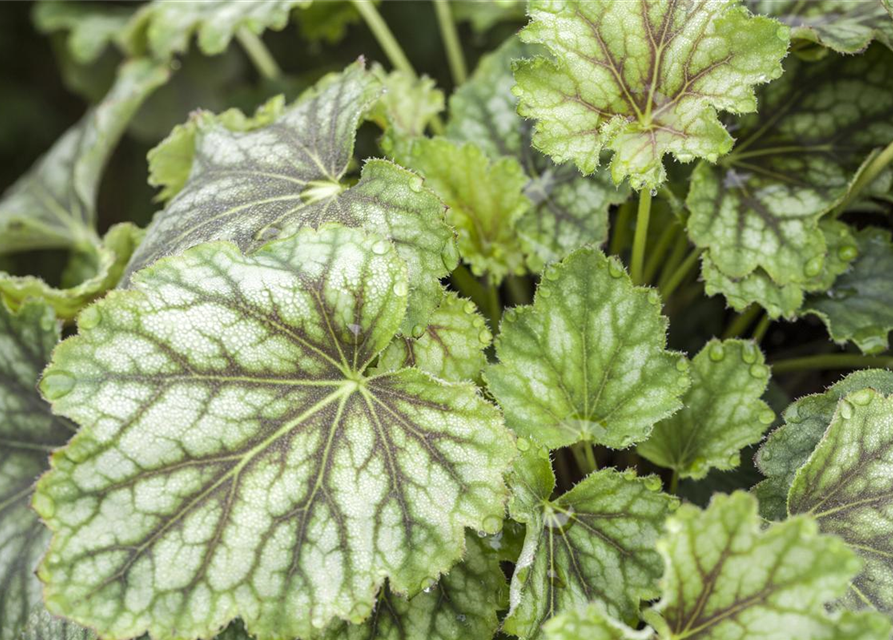 Heuchera Meristem