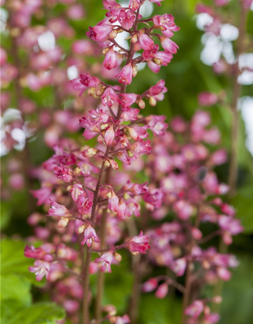 Heuchera Meristem