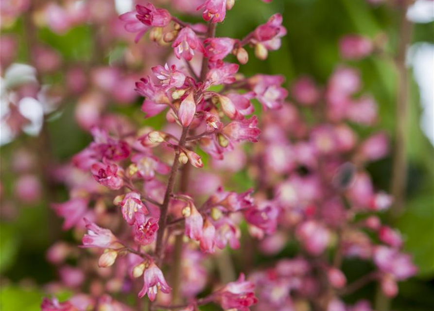 Heuchera Meristem