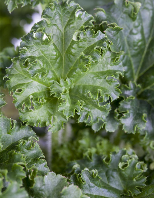 Heuchera Meristem